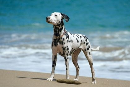 大麥町 – 斑點優雅的活力冒險家 大麥町 – 斑點優雅的活力冒險家