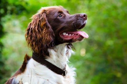 英國激飛獵犬 – 活力四射的忠誠獵伴