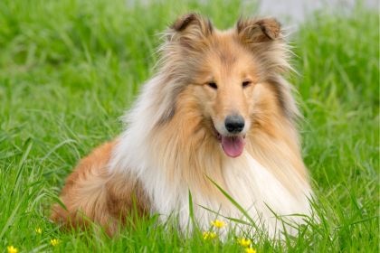 可麗牧羊犬 - 優雅與智慧兼具的多才牧犬 可麗牧羊犬 - 優雅與智慧兼具的多才牧犬