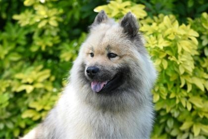 荷蘭毛獅犬 – 來自水鄉的快樂微笑使者