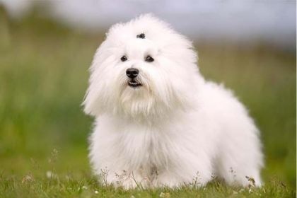 棉花面紗犬 – 來自馬達加斯加的純白微笑天使