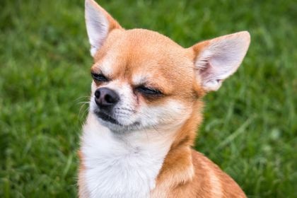 當狗狗開始吃大便——行為背後的身心密碼 當狗狗開始吃大便——行為背後的身心密碼