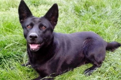 台灣犬 – 島嶼血統淬鍊的敏捷守衛者 