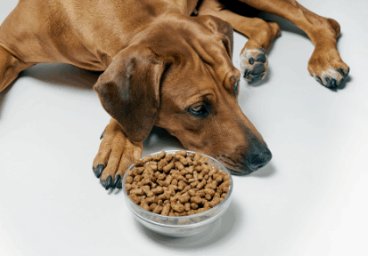 狗狗挑食不愛吃飯? 