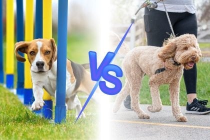 【訓犬學校 vs. 訓犬家教:哪種方式更適合你的毛孩?】