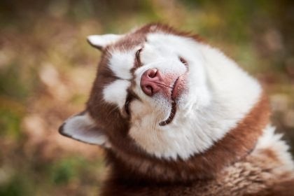 【狗狗聰明嗎?測試你的狗狗智商!】