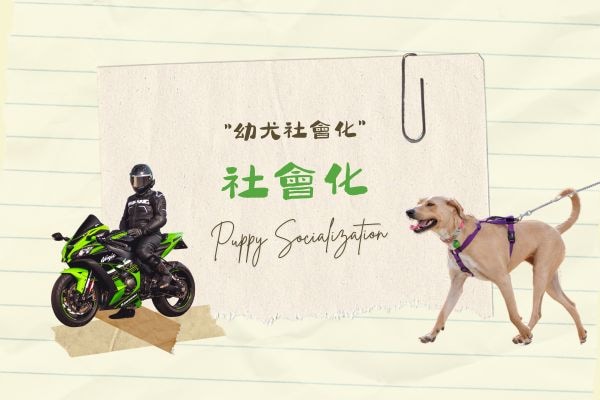 響片訓練 (14)