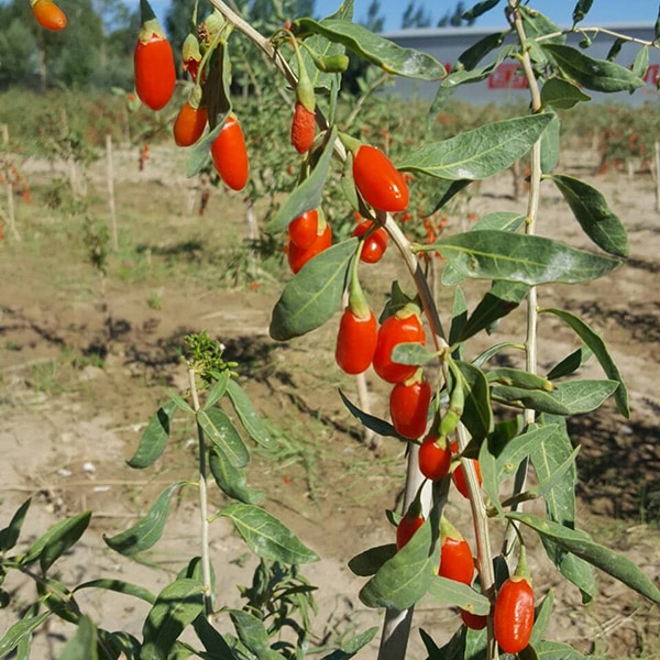 一串等待採收的新鮮枸杞