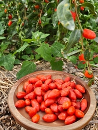 青海枸杞(2盒)第2張小圖